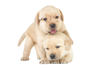Labrador puppies isolated on white background