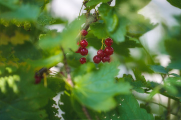 red currant berries among green foliage