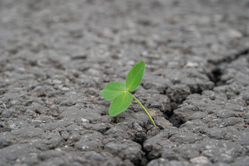 green sprout grows through a crack in the asphalt