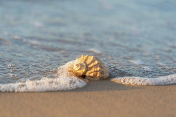 beautiful shell lies on the beach, next to the azure water of the sea