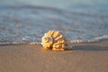 Fototapeta premium beautiful shell lies on the beach, next to the azure water of the sea