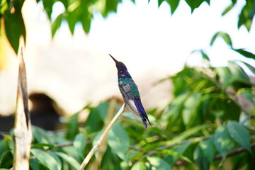 blue hummingbird on a branch