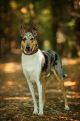 Short haired collie in a forest