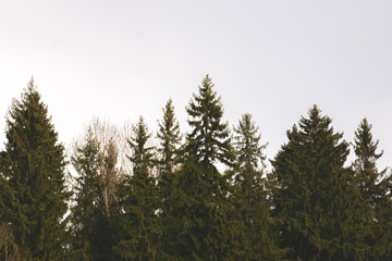 pine tree in forest