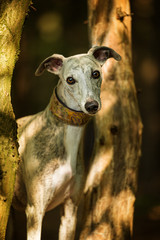 Whippet dog standing in a forest