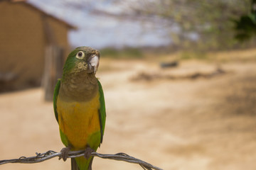 A green and yellow parrot in a semiarid region in the interior of Piauí, northeast of Brazil