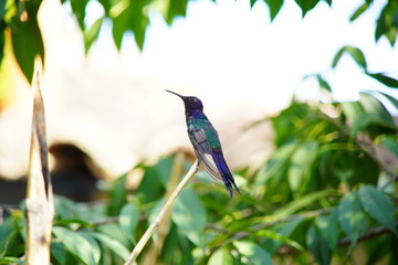 blue hummingbird on a branch