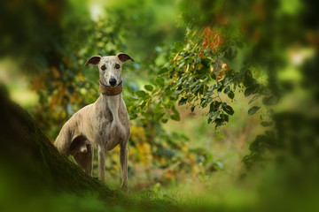 Whippet dog standing under a tree