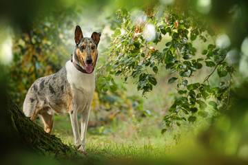Short haired collie standing under a tree - obrazy, fototapety, plakaty
