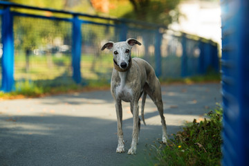 Whippet dog standing on a bridge