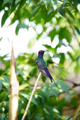 blue hummingbird on a branch