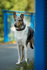 Short haired collie stands on a bridge