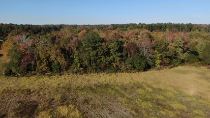 Fototapeta premium trees