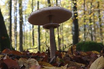 Pilze im Herbstwald.
