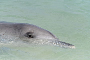 Indo-Pacific bottlenose female dolphin at Shark Bay in Western Australia