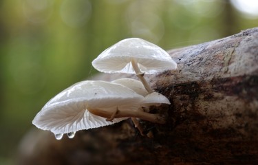 Pilze im Herbstwald.