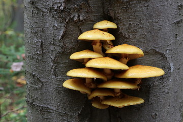 Pilze im Herbstwald.