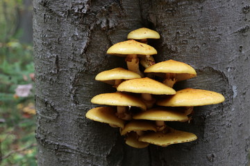 Pilze im Herbstwald.