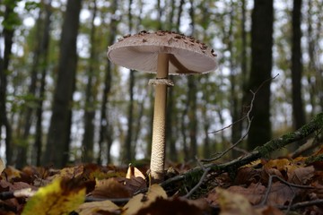 Pilze im Herbstwald.