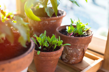 Rustic weathered clay pots with various seedlings on a wooden shelf in an allotment green house