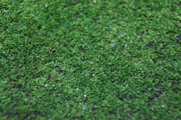 Naklejka premium flower