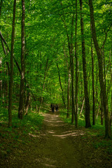 Fototapeta premium green forest