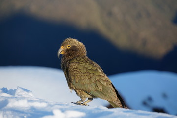 Kea at Brewster hut