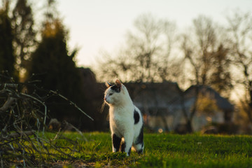 cat in garden