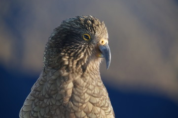 Kea at Brewster hut