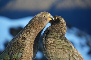 Kea at Brewster hut