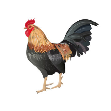 Rooster image, isolated vector on white background