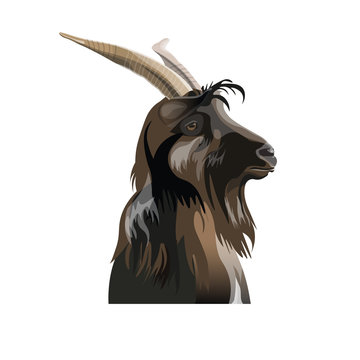 Portrait of the goat head in profile