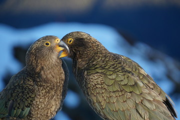 Kea at Brewster hut