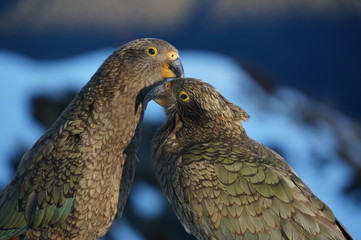 Kea at Brewster hut