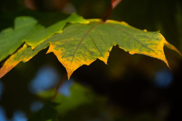 On the edges yellowed leaf with a dark background