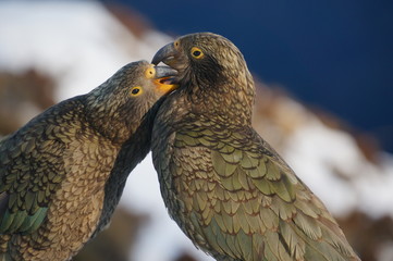 Kea at Brewster hut
