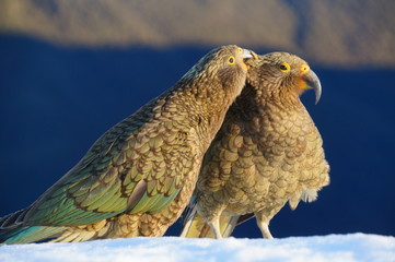 Kea at Brewster hut