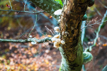 White mushroom that parasites a tree
