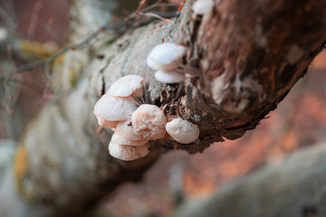 Obraz premium Mushrooms living on trees