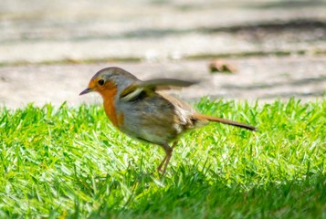 Fototapeta premium robin on grass