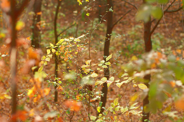 autumn leaves in the forest