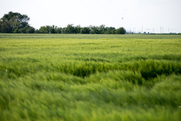 field of green wheat and blue sky