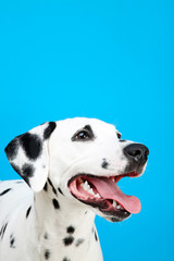 Dalmatian dog on blue background