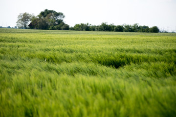 Fototapeta premium field of wheat on a windy day