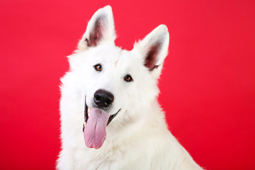 Swiss shepherd dog on red background