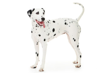 Dalmatian dog isolated on white background