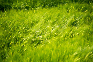 field of wheat on a windy day