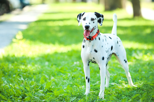 Dalmatian Dog Playing On The Grass In The Park