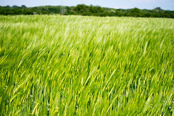 green wheat field