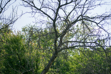 old tree in the forest